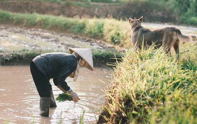 Ngày mưa nhớ mẹ