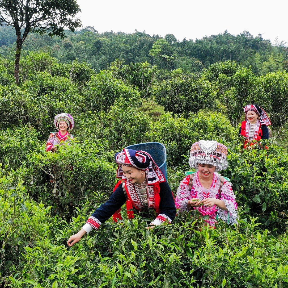 [Nâng cao giá trị từ Cây Di sản] Hà Giang đẩy mạnh sản xuất chè Shan tuyết hữu cơ thân thiện với môi trường (Bài 4 - hết)