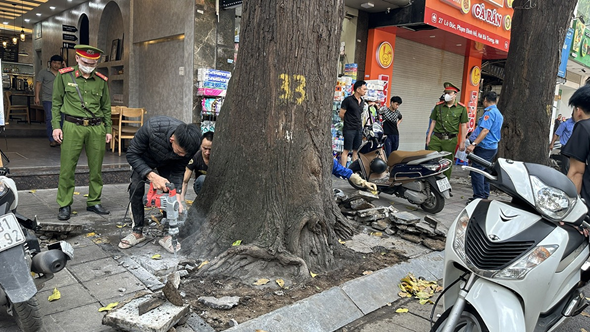Hà Nội: “Giải cứu” hàng cây sao đen 100 tuổi trên phố Lò Đúc