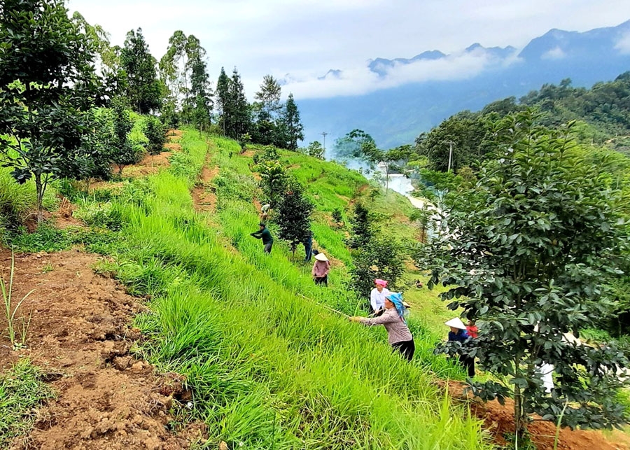 Yên Minh (Hà Giang): Linh hoạt cách làm trong chương trình cải tạo vườn tạp