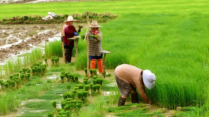 Thái Lan khuyến nghị nông dân không trồng lúa trái vụ