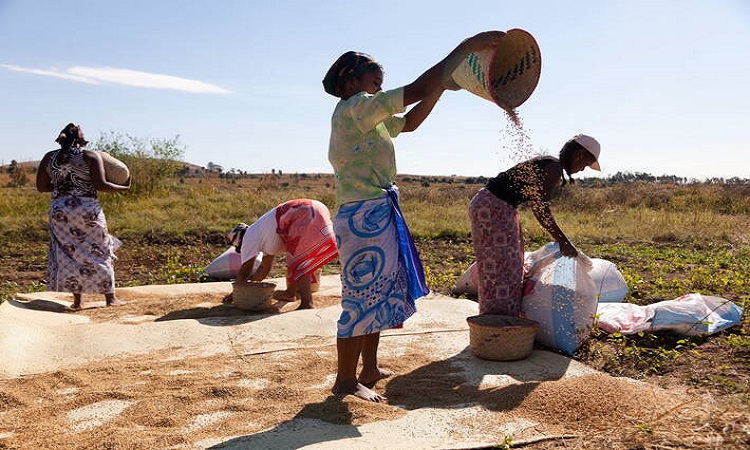 Liên Hợp Quốc hỗ trợ Madagascar thích ứng với biến đổi khí hậu