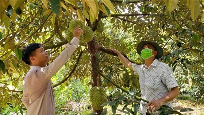 Bình Phước quản lý chặt chẽ vùng trồng sầu riêng xuất khẩu