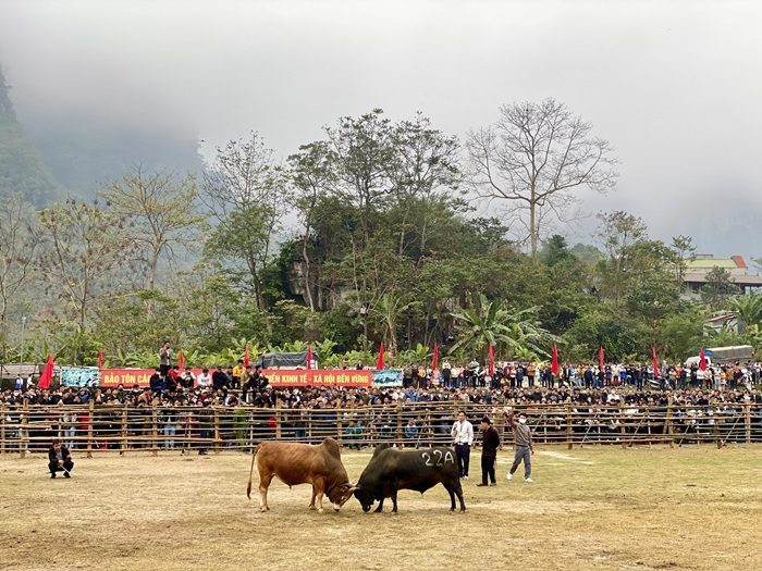 Độc đáo Lễ hội chọi bò ở huyện Bảo Lâm
