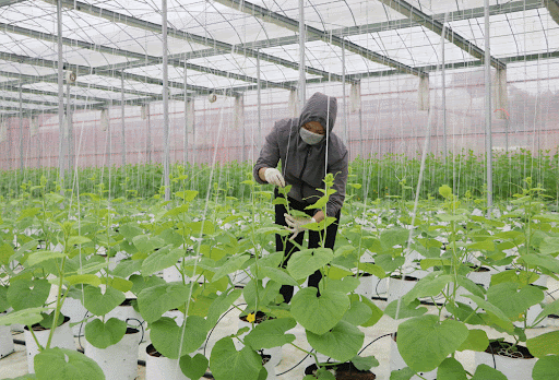 Phú Thọ chuyển đổi số trong phát triển kinh tế nông nghiệp