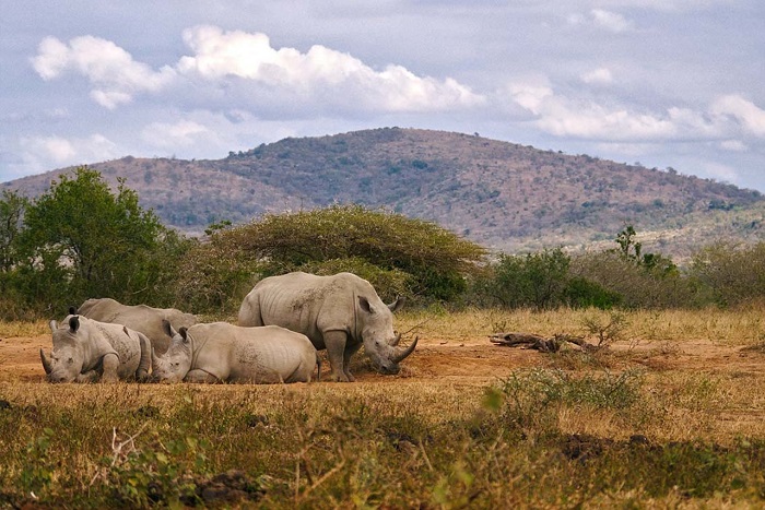 Nam Phi nỗ lực bảo tồn tê giác trắng