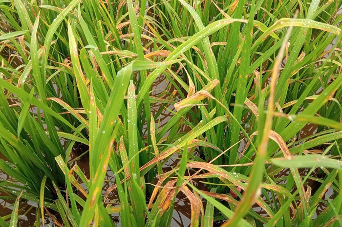 Quảng Trị: Hơn 610 ha lúa bị nhiễm bệnh đạo ôn
