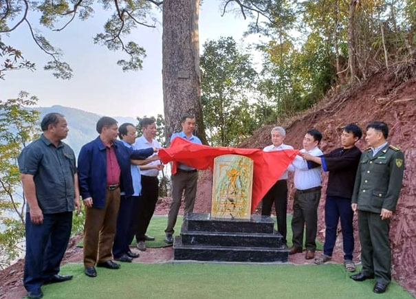 Lai Châu: Du sam cổ thụ khoảng 500 tuổi được công nhận Cây Di sản Việt Nam