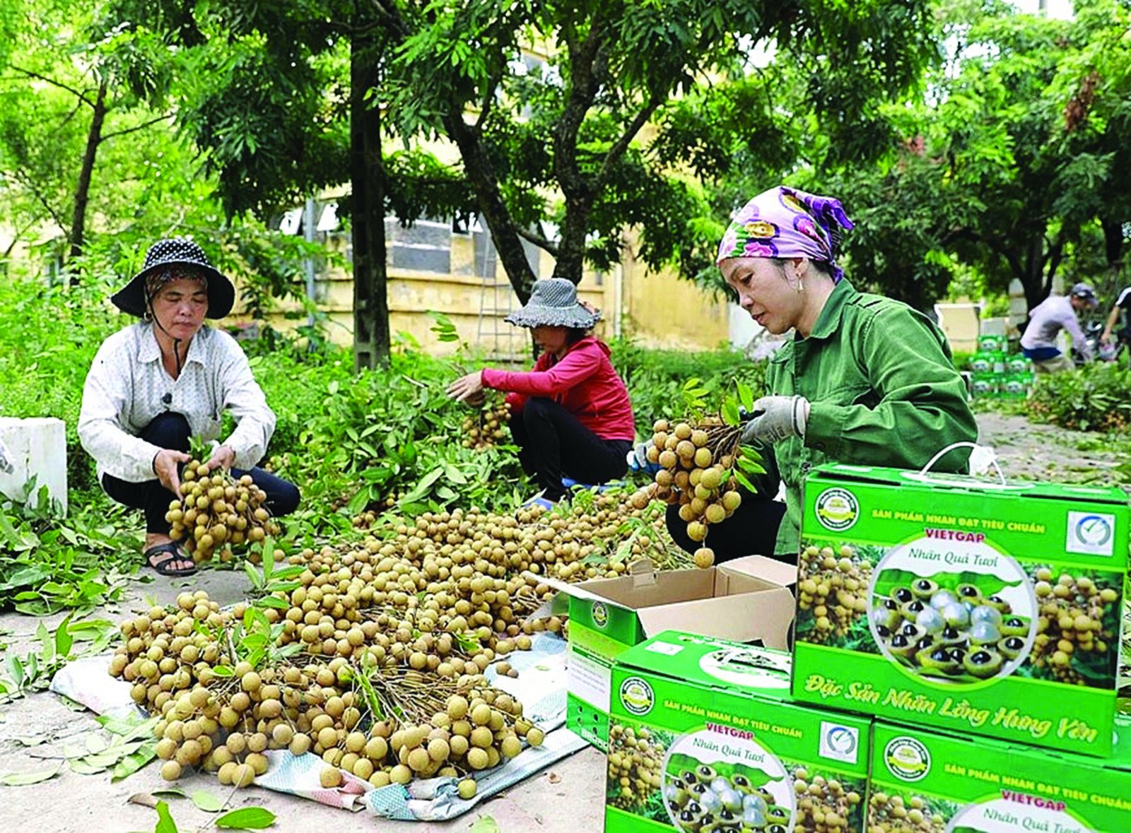Hưng Yên: Dành 2,4 tỷ đồng hỗ trợ hợp tác xã, doanh nghiệp