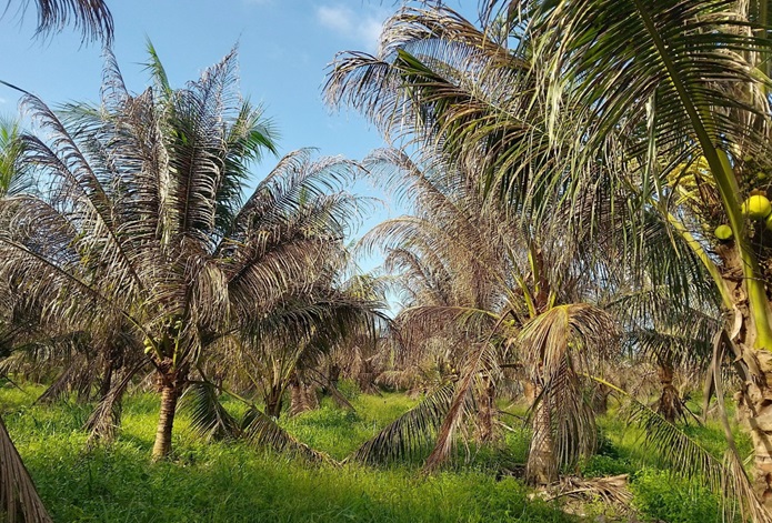 Trà Vinh: Hơn 34ha dừa bị sâu đầu đen gây hại