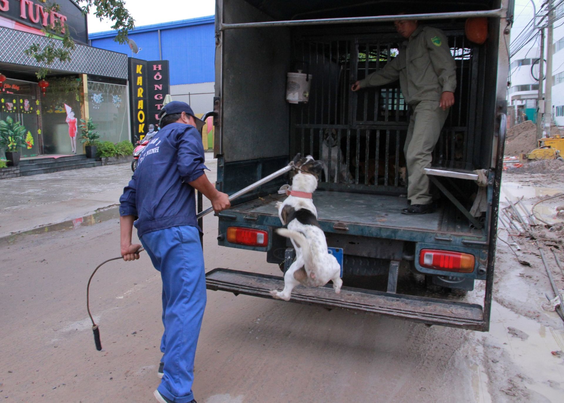 Hải Phòng: Lập đội bắt chó thả rông, phòng chống bệnh dại