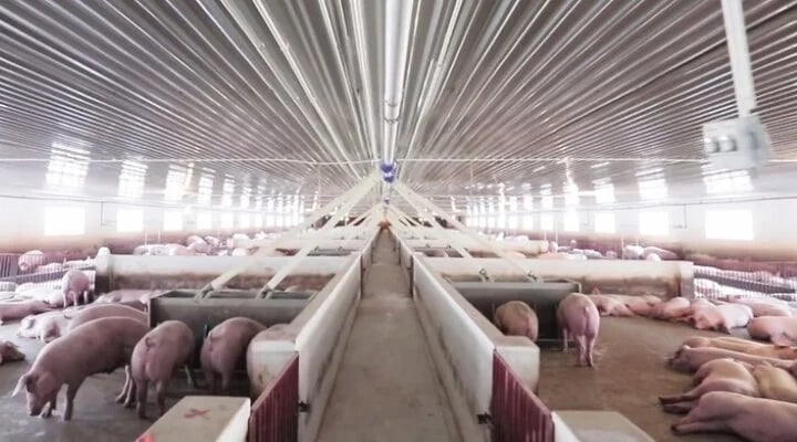 Ninh Thuận: Doanh nghiệp chăn nuôi vi phạm quy định về xả thải
