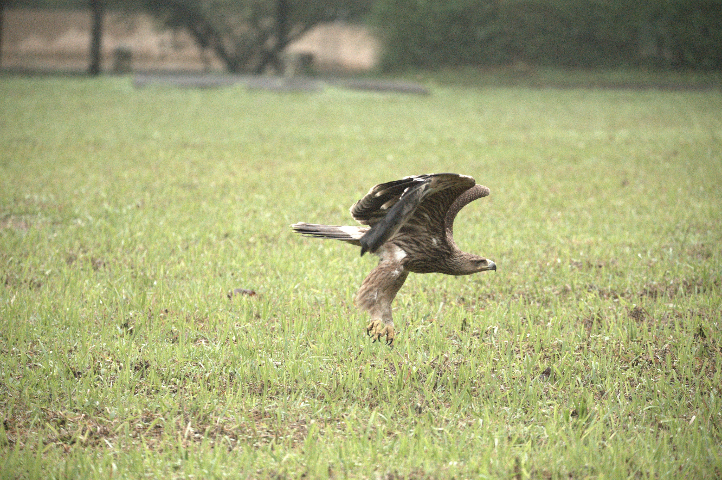 Vườn Quốc gia Cúc Phương tái thả chim đại bàng đầu nâu về môi trường sống tự nhiên