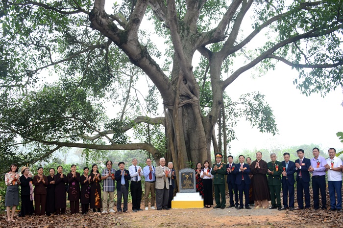 6 cổ thụ ở Tam Nông được công nhận Cây Di sản Việt Nam