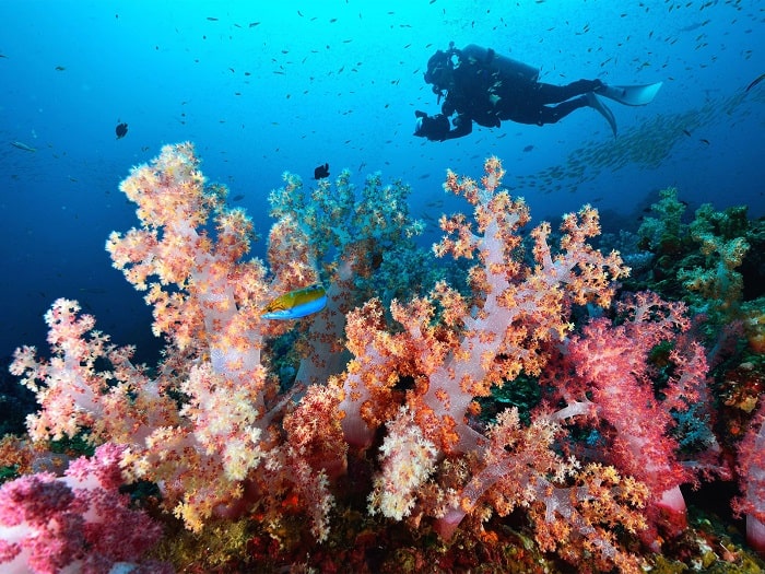Thái Lan nỗ lực bảo tồn các rạn san hô bị suy thoái