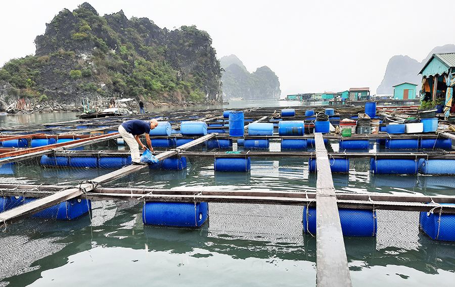 Quảng Ninh tập trung thu hút đầu tư, phát triển nghề nuôi biển
