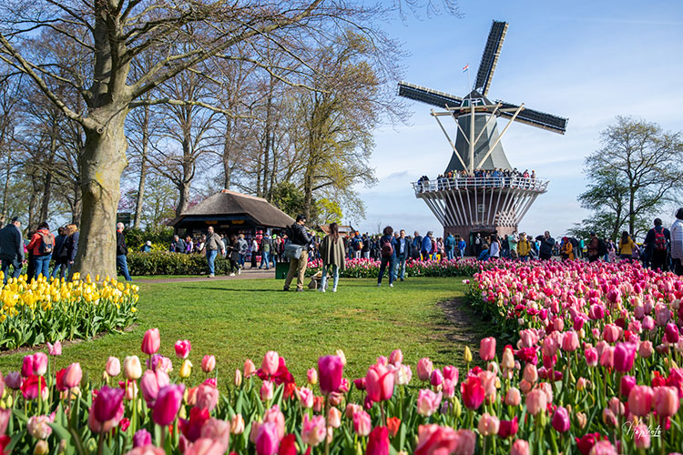 Khám phá vườn hoa tulip lớn nhất thế giới tại Hà Lan