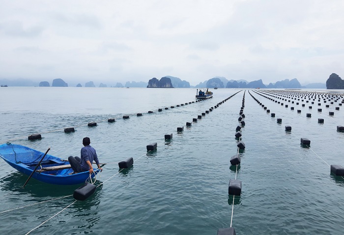 Quảng Ninh khai thác tiềm năng nuôi biển theo hướng bền vững