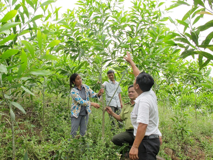 Bắc Giang: Trồng hơn 1,1 triệu cây phân tán trong quý I/2024