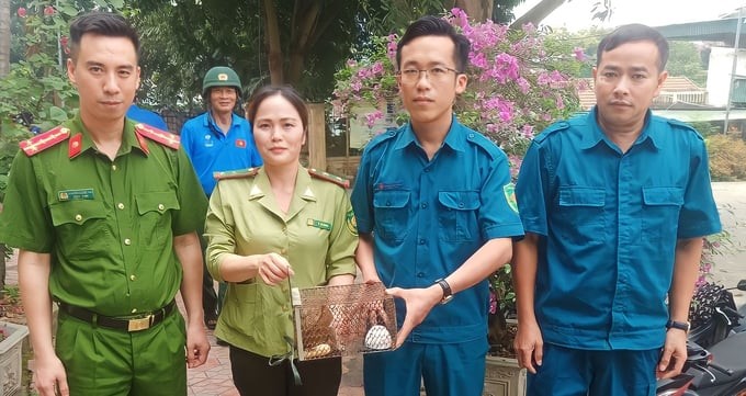 Lào Cai: Người dân giao nộp cá thể khỉ vàng, cu li quý hiếm