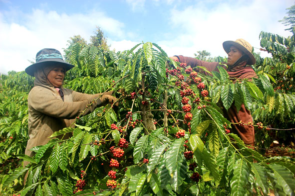 Đắk Lắk triển khai các giải pháp phát triển cà phê theo hướng bền vững