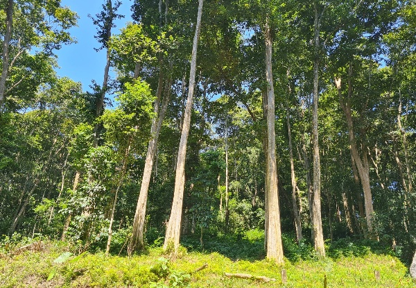 Phát triển rừng gỗ lớn, nâng cao hiệu quả kinh tế lâm nghiệp