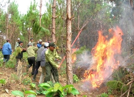Đắk Lắk chủ động phòng, chống cháy rừng mùa khô