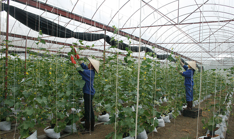Bình Định phát triển nông nghiệp theo hướng công nghệ cao
