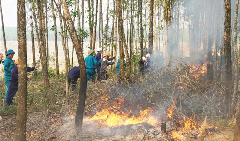 An Giang chủ động phòng cháy, chữa cháy rừng mùa khô