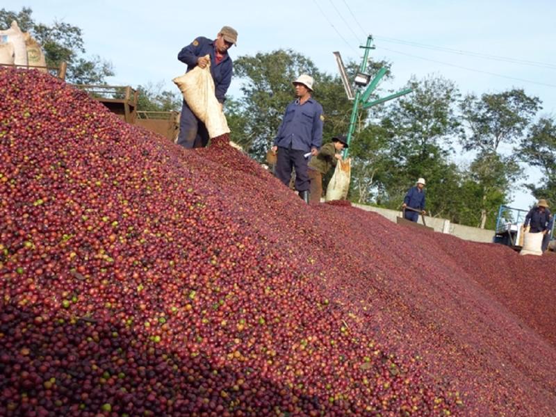 Xuất khẩu cà phê tháng đầu năm tăng mạnh