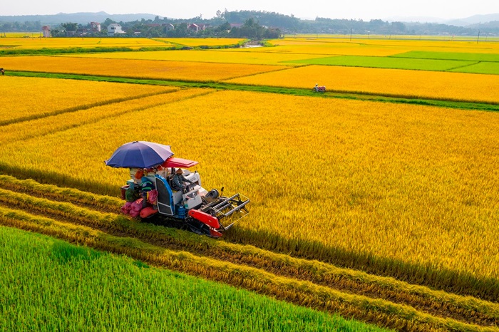 Phát triển bền vững một triệu hecta lúa chuyên canh chất lượng cao