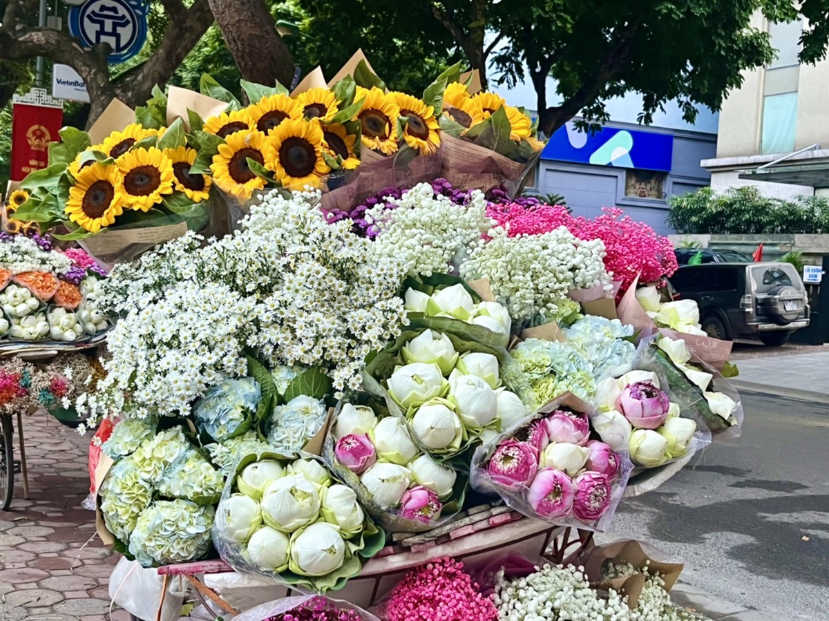 [Photo Story] Hà Nội vào mùa cúc họa mi