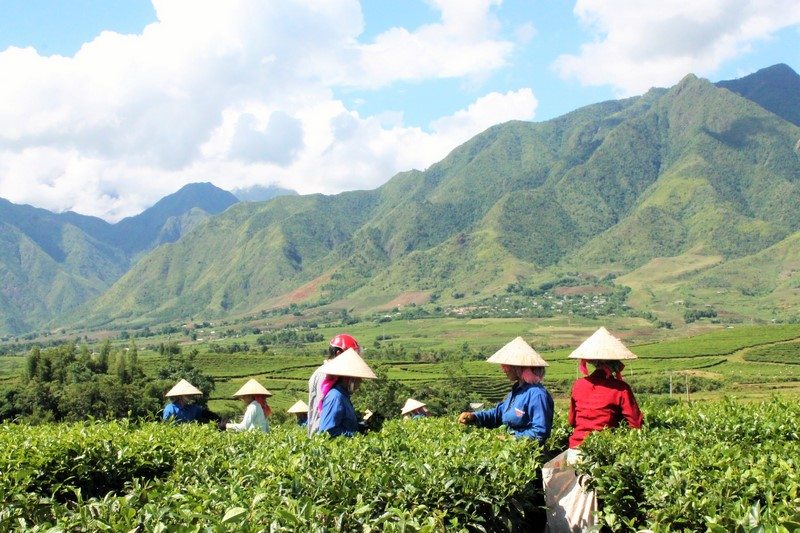 Xúc tiến sản phẩm chè ra thị trường Trung Đông, Bắc Phi và Nam Á