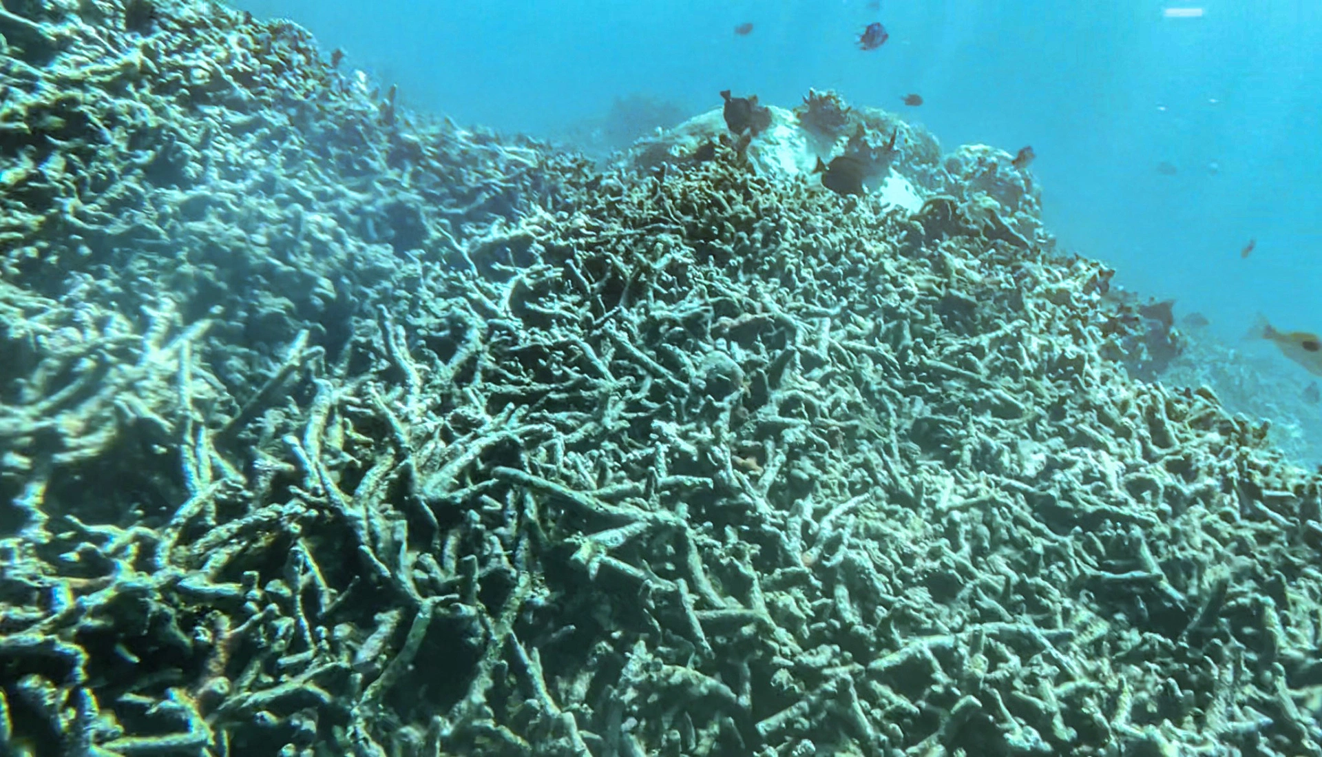 Tỉnh ủy Khánh Hòa yêu cầu làm rõ vụ san hô chết hàng loạt tại Hòn Mun