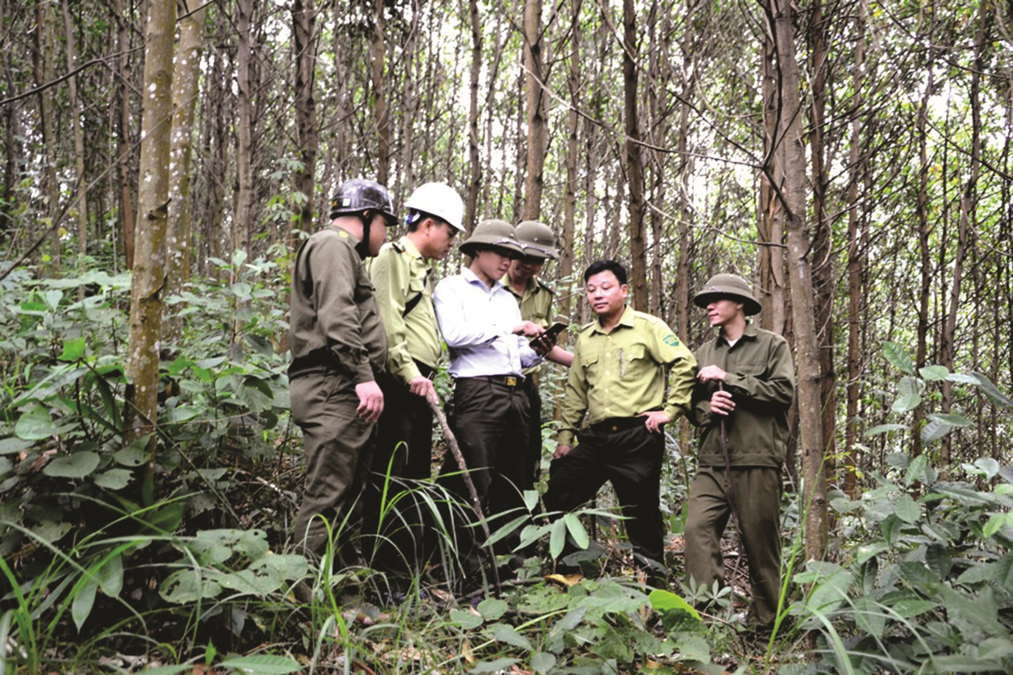 Đẩy mạnh ứng dụng công nghệ cao trong giám sát, bảo vệ rừng
