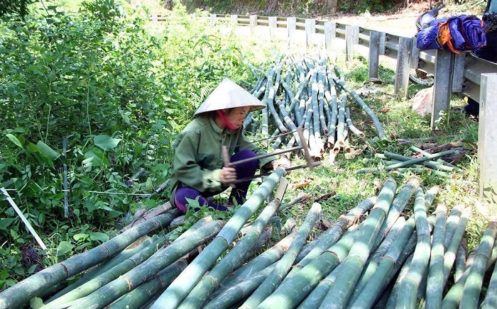 Gần 940 ha rừng Lùng ở Quế Phong được cấp chứng chỉ FSC