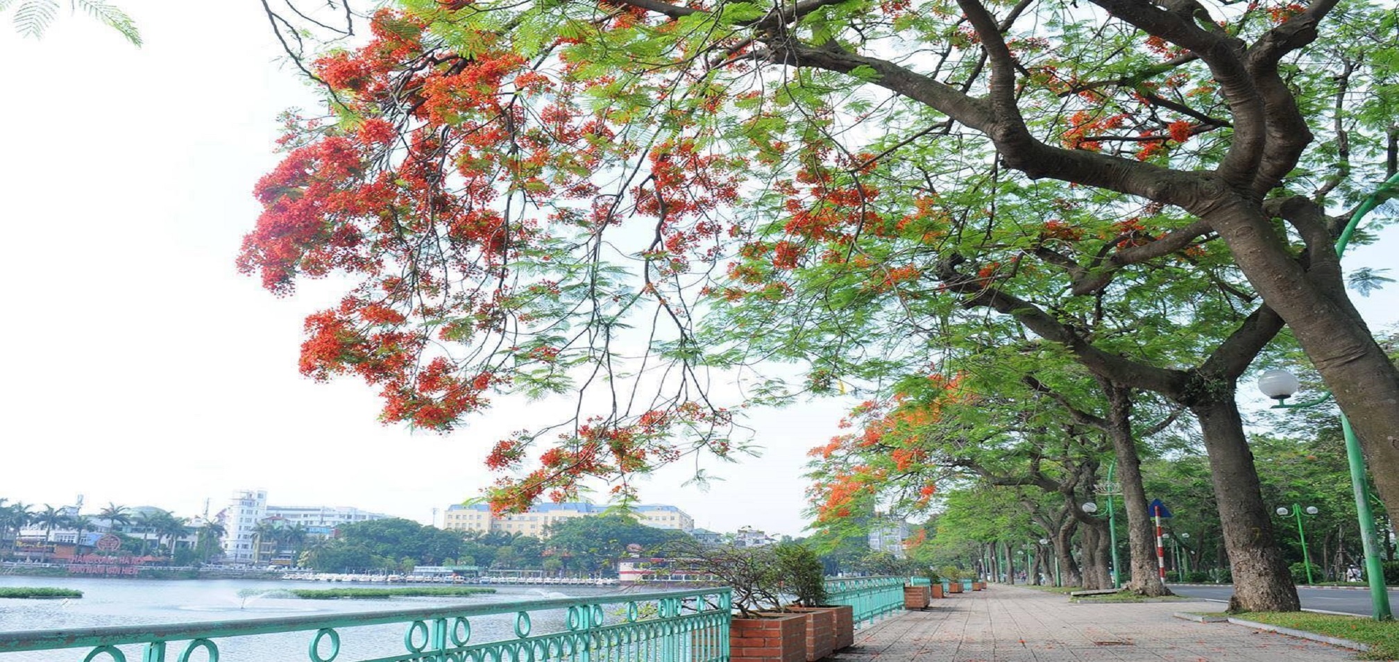 Mùa phượng về trong sắc hoa rực rỡ