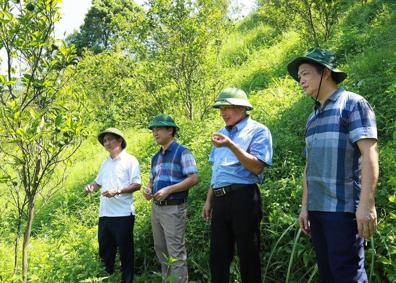 Hà Giang: Hơn 1.500 ha cam bị vàng lá, khô đầu cành
