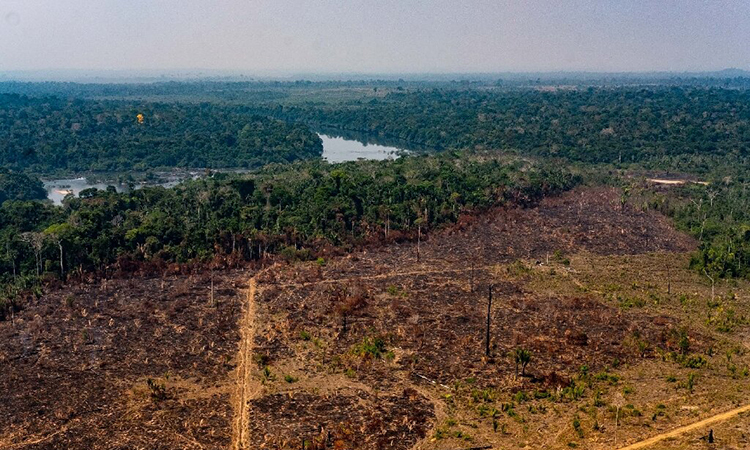 Báo động tình trạng chặt phá rừng nhiệt đới bờ biển Đại Tây Dương ở Brazil