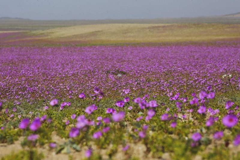 Chile tăng cường các biện pháp bảo tồn thiên nhiên tại sa mạc Atacama