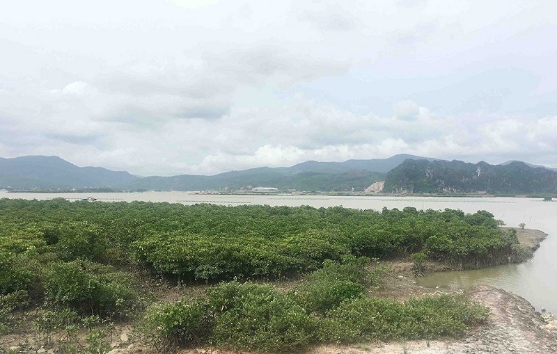 Bảo vệ, phát triển hệ sinh thái rừng ngập mặn