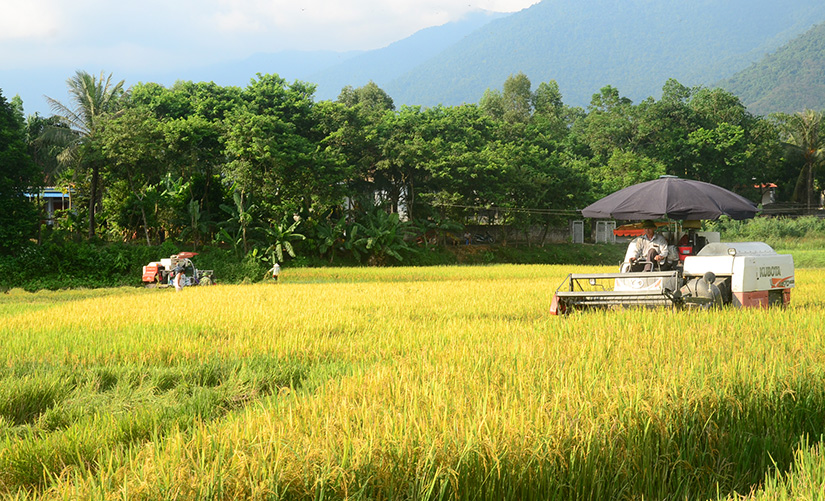 Chuyển đổi cơ cấu cây trồng, nâng cao hiệu quả sản xuất nông nghiệp