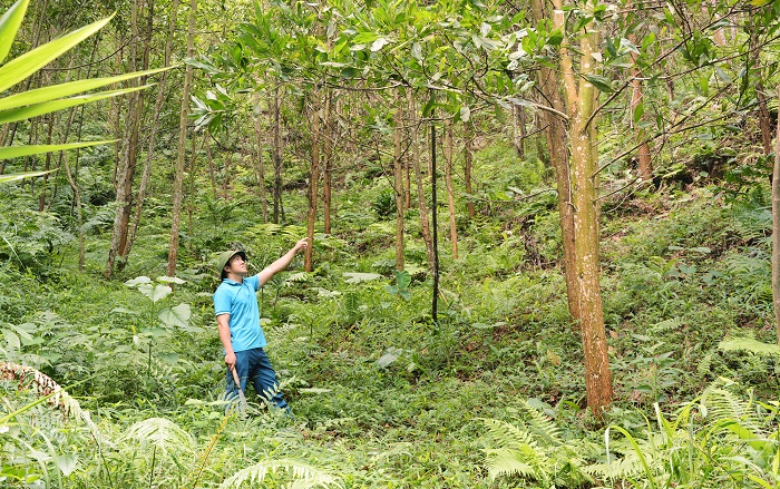 Đẩy mạnh trồng rừng gỗ lớn, nâng cao giá trị kinh tế lâm nghiệp
