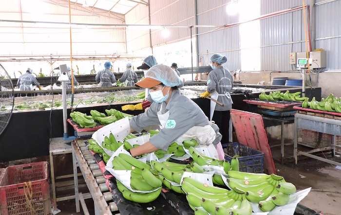Ký kết Nghị định thư xuất khẩu quả chuối tươi sang Trung Quốc