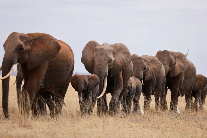 Hạn hán nghiêm trọng ở Kenya khiến động vật hoang dã chết hàng loạt