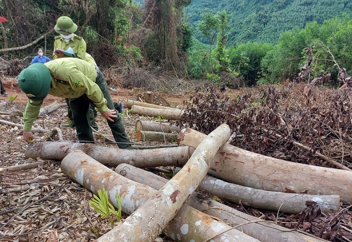 Ninh Thuận: Phát hiện, ngăn chặn 161 vụ vi phạm khai thác rừng trái phép