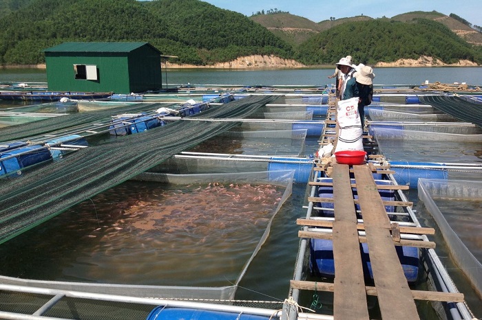 Tăng cường liên kết, nâng cao hiệu quả nuôi cá lồng trên sông, hồ