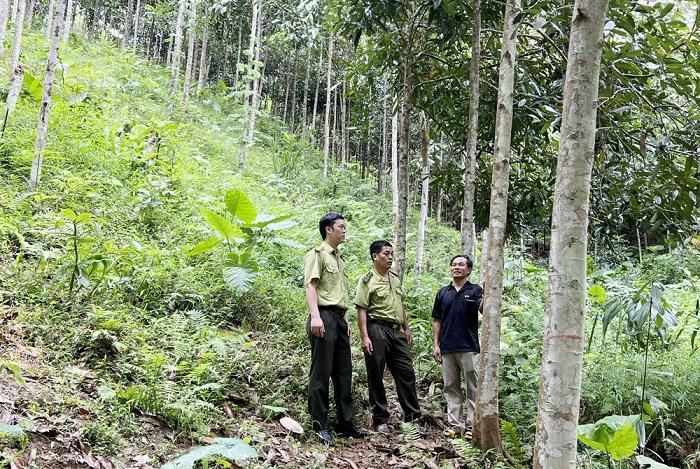 Tăng cường quản lý, bảo vệ rừng, phát triển lâm nghiệp bền vững