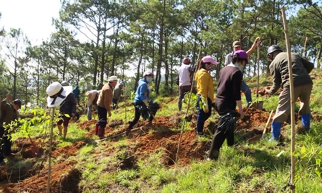 Đẩy mạnh công tác khôi phục, bảo vệ diện tích rừng sau giải tỏa