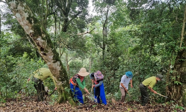 Quản lý, bảo vệ và phát triển rừng phòng hộ bền vững